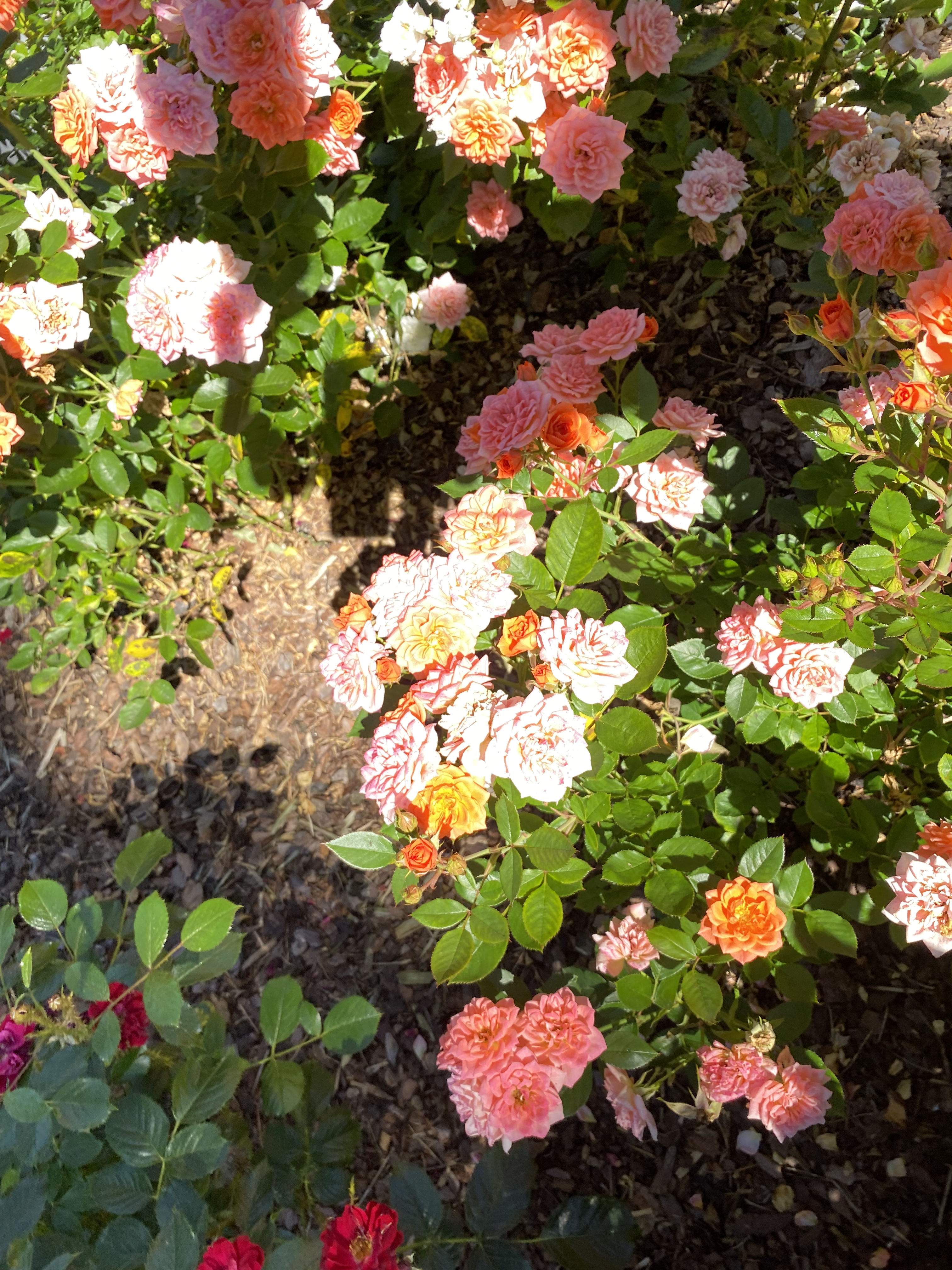 A busy rose bush where no single flower stands out.