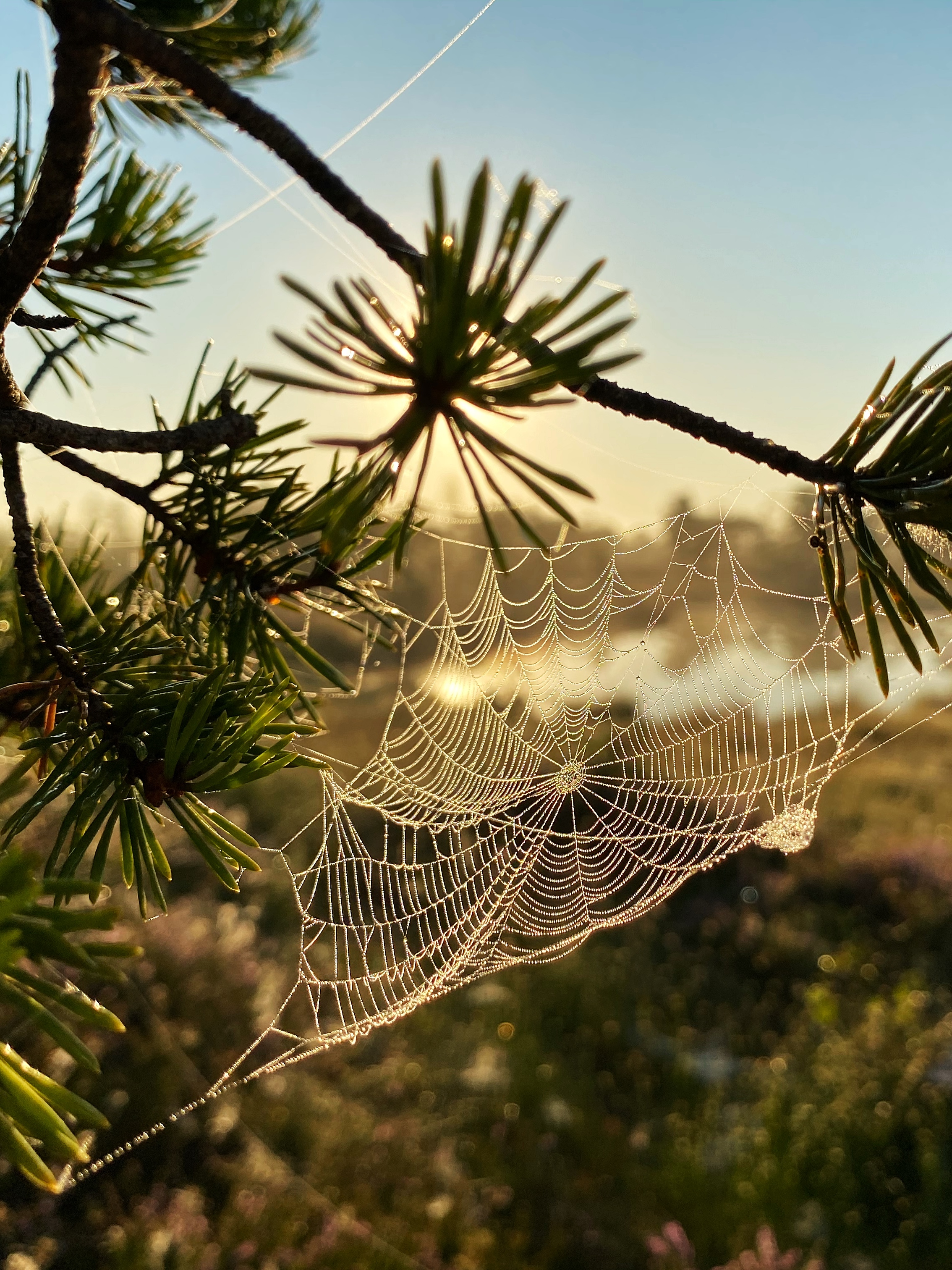 A backlit spider web glowing in soft golden sunset light.