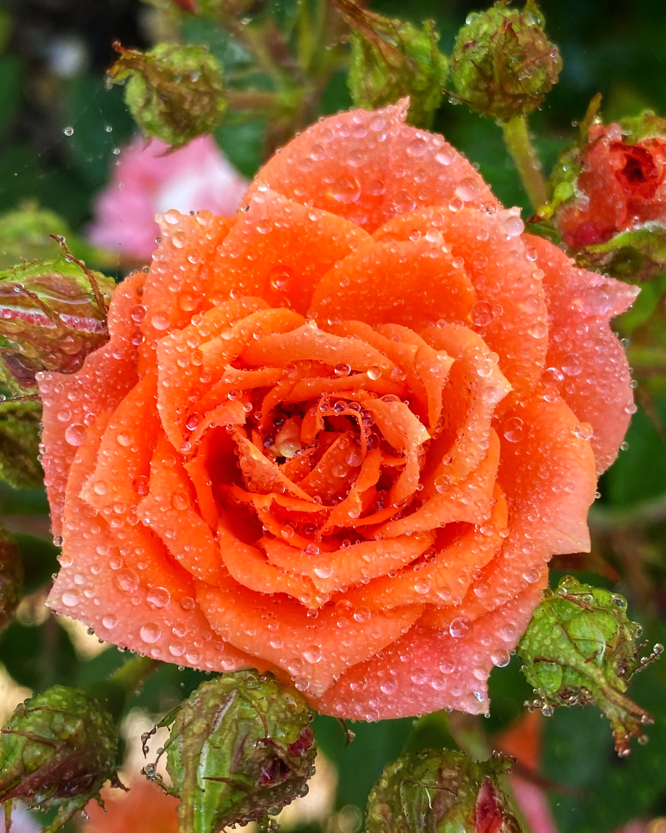 A dew-covered orange rose with soft, natural editing.