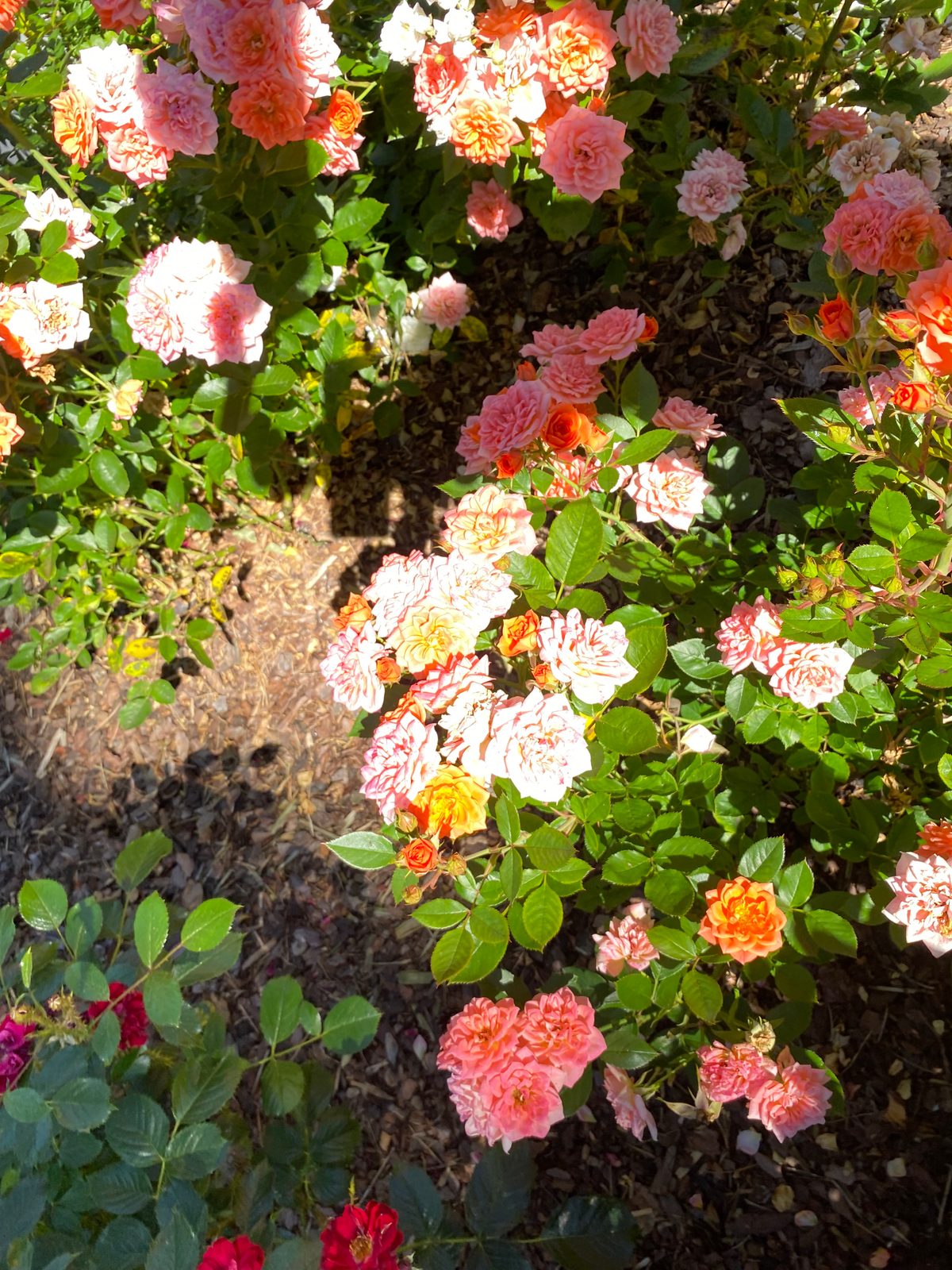 A cluttered photo of a rose bush where no single flower stands out.
