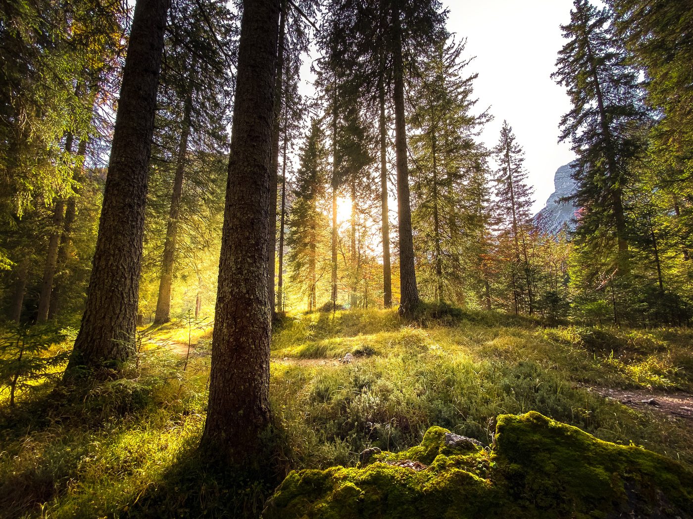 Morning sun breaking through tall pines onto a mossy forest floor.
